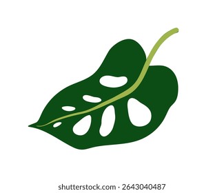 Folha tropical, planta de monstera adansonii. Folhagem exótica verde com orifícios naturais. Grande folhagem larga, verde fresco. Elemento de projeto botânico. Ilustração de vetor plano isolada no plano de fundo branco