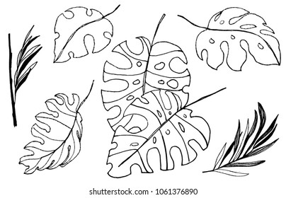 tropical leaf of monstera. hand drawn ink illustration. line drawn art. set of tropical leaves.