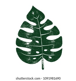 Tropical leaf of monstera, hand drawn line art, isolated element