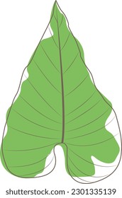 Tropical leaf, monstera, palm leaf, coconut leaf illustration for tropical forest and summer garden style.