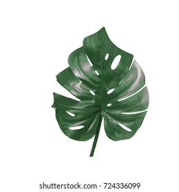 235,369 Tropical leaf monstera plant Images, Stock Photos & Vectors ...