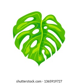 Tropical leaf of Monstera vector illustration. Design element isolated on white background. Flat style jungle plant.