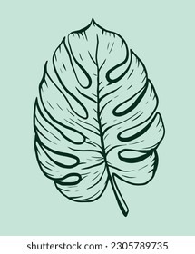 Ilustración vectorial de la hoja tropical monstera. Estilo Doodle. Ilustración de contorno con colores verdes. Diseño, impresión, logotipo, decoración, textil, papel.