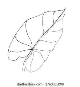 tropical leaf Nephthytis or Caladium Syngonium Podophyllum. Botanical illustration. Isolated on white. For the design of postcards, clothes, stationery, invitation cards. botanical sign, logo, label.