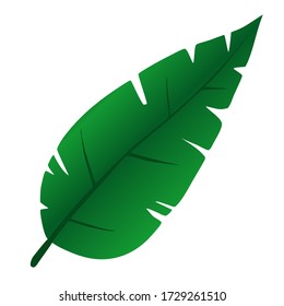 Tropical leaf on an isolated background, green plant, botanical illustration, floral design, Plumeria, Gardenia, Rubiaceae. Vector typography for home decor, kids rooms, pillows, mugs