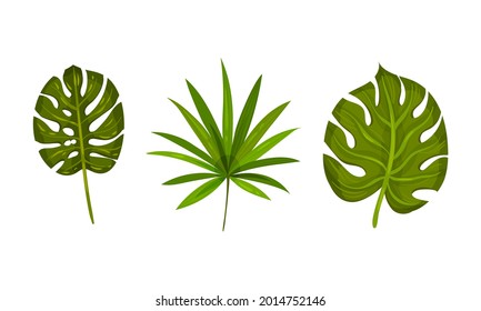 Tropical Leaf on Stem as Exotic Flora Vector Set