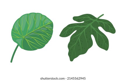 Tropical Leaf on Stem as Exotic Flora Vector Illustration Set