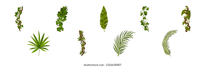 Tropical Leaf on Stem and Liana Vine as Exotic Flora Vector Set