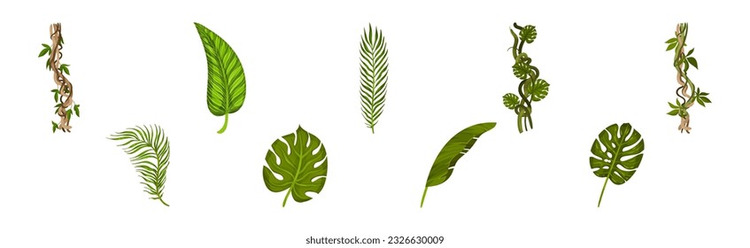 Tropical Leaf on Stem and Liana Vine as Exotic Flora Vector Set