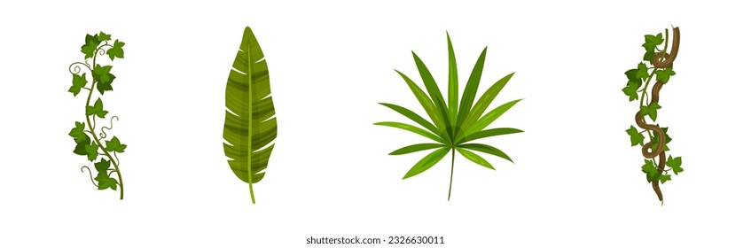 Tropical Leaf on Stem and Liana Vine as Exotic Flora Vector Set