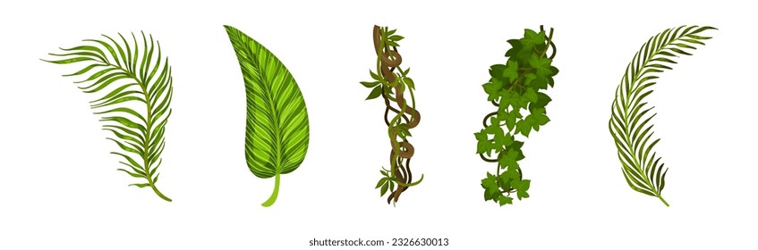 Tropical Leaf on Stem and Liana Vine as Exotic Flora Vector Set