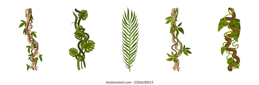 Tropical Leaf on Stem and Liana Vine as Exotic Flora Vector Set