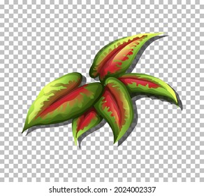 Tropical leaf on transparent background illustration