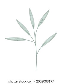 tropical leaf on white background