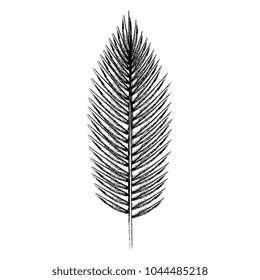 tropical leaf palm icon