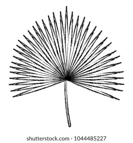 tropical leaf palm icon