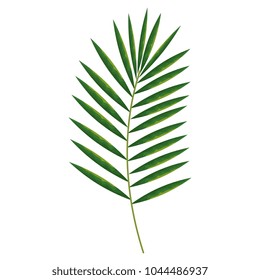 tropical leaf palm icon