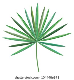 tropical leaf palm icon