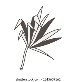 tropical leaf palm natural icon vector illustration design