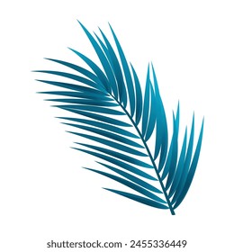 Tropical leaf of palm tree isolated on white.