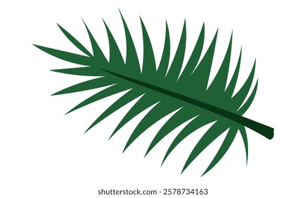 Tropical leaf is prickly. Exotic green palm tree leaf in a flat style. The leaf, the tropics of the plant are highlighted on a white background. Green insulated sheet. An elongated, green leaf