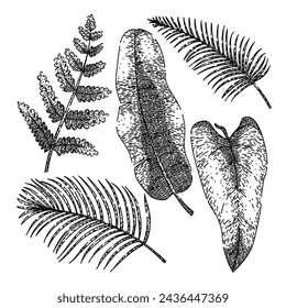 Tropical Leaf Set Handgezeichnet. Pflanzenpalme, Silhouettenblume, grüne Frond Tropical Leaf Vector Sketch. Isolierte schwarze Illustration