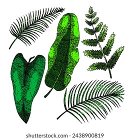 tropical leaf set hand drawn. plant palm, silhouette flower, green frond tropical leaf vector sketch. isolated color illustration