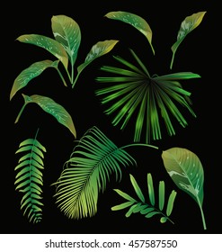 tropical leaf set on black background