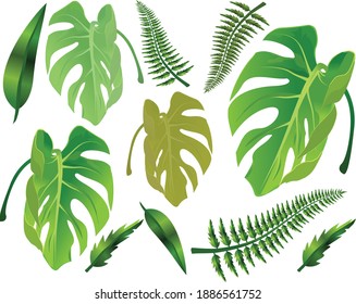 Tropisches Blatt-Set. Realistische tropische botanische Blattpflanze. Tropisches Blatt-Set: grüne Palme, Monstera. Handgemalte Aquarellgrafik einzeln auf Weiß. Vektorgrafik