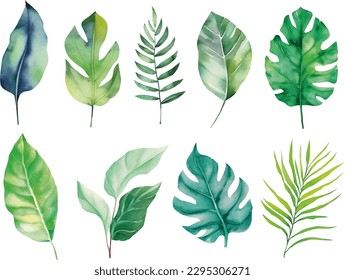 Tropical leaf set. Vector illustration watercolor collection