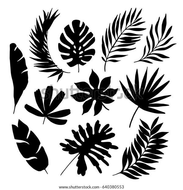 白い背景に熱帯の葉のシルエットエレメントセット ヤシ ファンパーム モンステラ バナナの葉 白黒のベクターイラスト のベクター画像素材 ロイヤリティ フリー