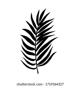 Tropical leaf silhouettes isolated on white background.  Chamaedorea. Vector illustration. 