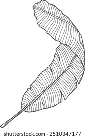 Tropical leaf sketch. Botanical drawing. Jungle flora
