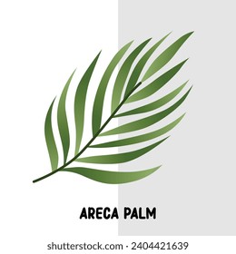 tropical leaf vector areca palm