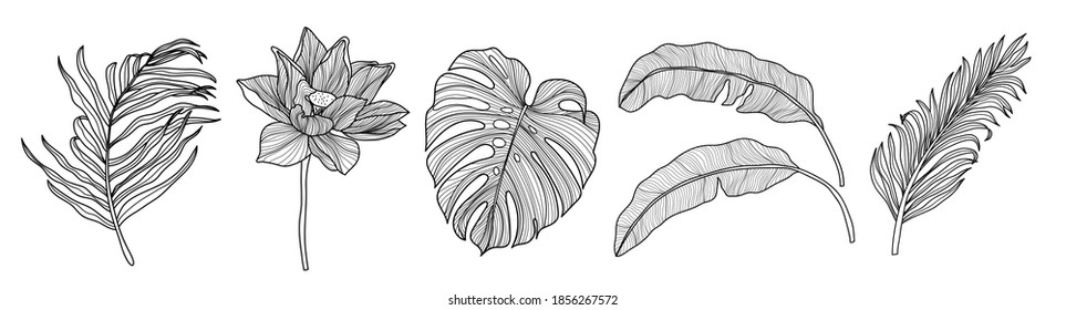 Tropical leaf vector design element collection. Monstera leaf, banana leaf, coconut tree leaves hand draw black and white design. Vector illustration.