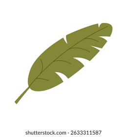 Tropical leaf vector flat cartoon illustration isolated on white  background. Banana palm leaf. Jungle exotic palm plant. Floral element for greeting card or invitation design.