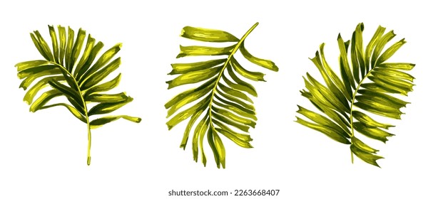 Tropical leaf. Vector green palm leaf hand drawn. Silhouette of exotic plant. Botanical element isolated on white background. Summer foliage hawaiian watercolor vector tropical leaves. Vintage date 