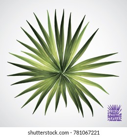 Tropical leaf. Vector green palm leaf. Silhouette of exotic plant. Botanical element isolated on white background. Summer hawaiian hand drawn vector tropical leaves. Monstera, fern, palm exotic plant.
