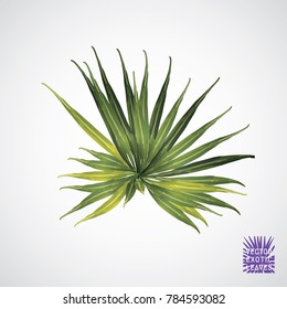 Tropical leaf. Vector green palm leaf. Silhouette of exotic plant. Botanical element isolated on white background. Summer hawaiian hand drawn vector tropical leaves. Monstera, fern, palm exotic plant.
