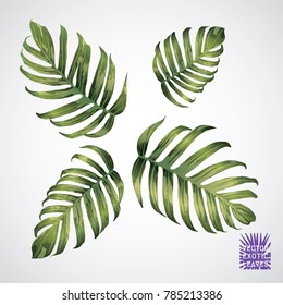 Tropical leaf. Vector green palm leaf. Silhouette of exotic plant. Botanical element isolated on white background. Summer hawaiian hand drawn vector tropical leaves. Monstera, fern, palm exotic plant.