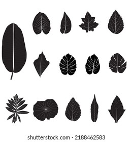 Tropical leaf vector illustration (black). A variety of leaves are used in advertising.