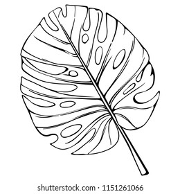 Tropical leaf vector illustration. Monsterra palm outline image.