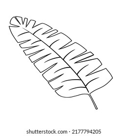 Tropical leaf vector illustration on white background