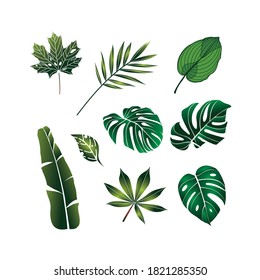 Tropical leaf vector pack with a flat style design and simple can also be used as material for design project