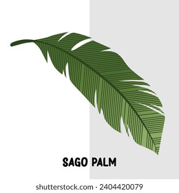 palma sago vectorial de la hoja tropical