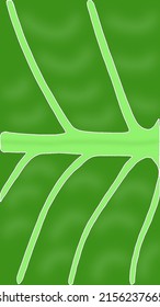 Tropical leaf wallpaper, nature luxury leaf pattern design, line art of leaves, hand drawn line designs for fabrics, prints, covers, banners and invitations, vector illustration.