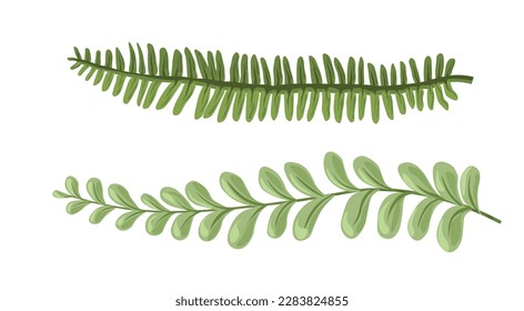 Tropical leafage and twigs, isolated ferns branches, decoration for home. Exotic foliage, nature and wilderness setting. Lush greenery and natural design, rainforest or woods. Vector in flat style