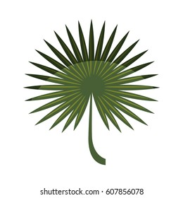 tropical leafs decorative icon vector illustration design