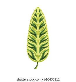 tropical leafs decorative icon vector illustration design