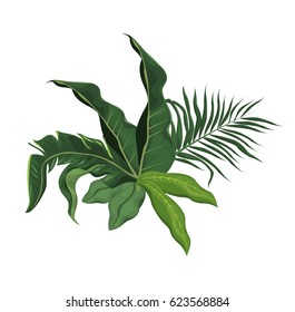 Tropical Leave Palm Tree Image